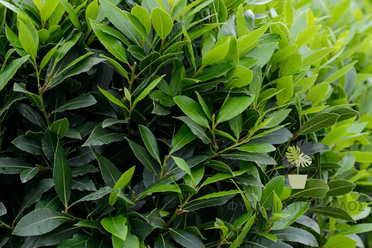 🌿 Δάφνη Απόλλωνος – Laurus nobilis - 2